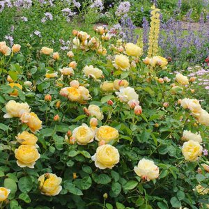David Austin English Rose Charlotte®