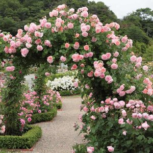 Climbing English Rose David Austin Strawberry Hill®