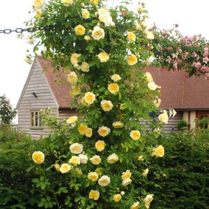 Climbing English Rose David Austin The Pilgrim®