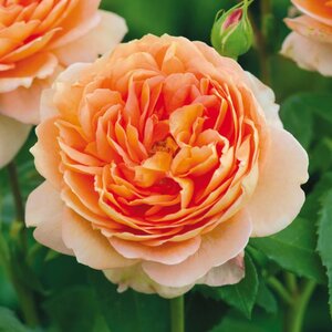 David Austin English Rose Carding Mill®