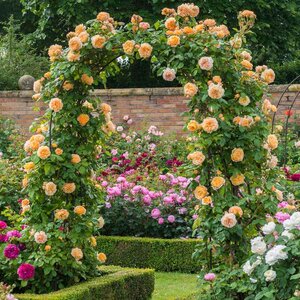 Climbing English Rose David Austin Crown Princess Margareta®