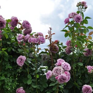 Climbing Rose Arborose® Tangerine Skies