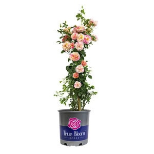 Climbing Rose True Bloom™ True Delight
