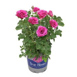 Climbing Rose True Bloom™ True Gratitude