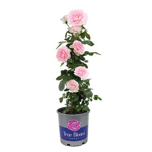 Climbing Rose True Bloom™ True Devotion™