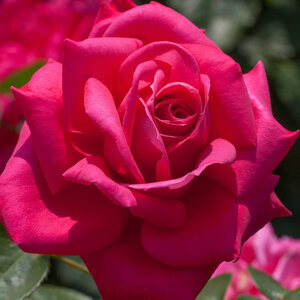 Rose Miss All-American Beauty