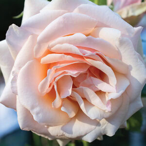 Rose Mother of Pearl®
