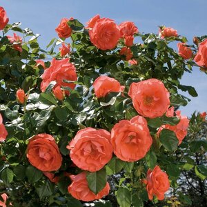 Rose Marmalade Skies™