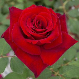 Rose Love’s Promise™