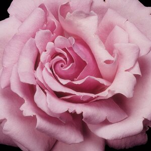 Rose Memorial Day®™