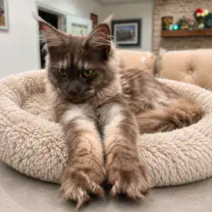 Millie, black smoke Maine Coon kitten from Bellatrix Maine Coons in Oklahoma