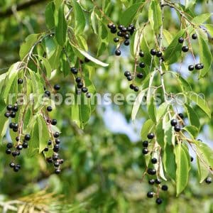Are Bird Cherry Berries Poisonous