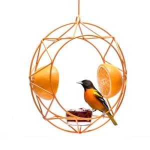 Baltimore Oriole Bird Feeder