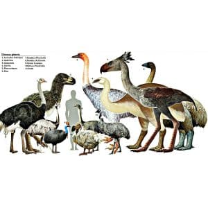 Biggest Bird Species