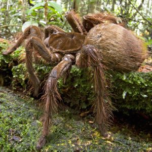 Bird Eating Tarantula Species
