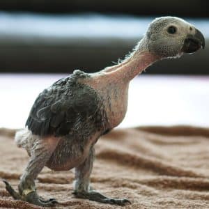 Bird Egg Laying Behavior