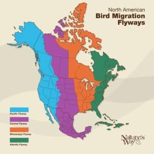 Bird Migration in North America