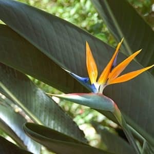 Bird Seed Plants