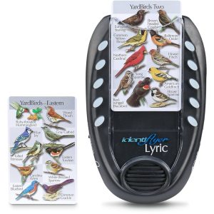 Bird Song Song