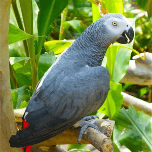 Breeders of Exotic Birds