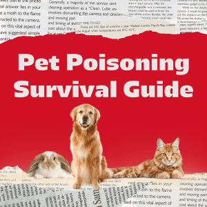 Can Bird Seed Kill a Dog