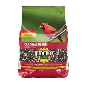 Cardinal Bird Feeder