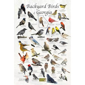 Common Birds in Georgia Usa