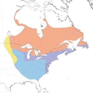 Duck Migration Route