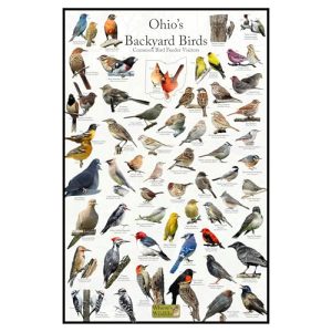 Ebird Ohio Rare Bird Alert