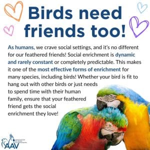 How to Encourage Birds to Visit