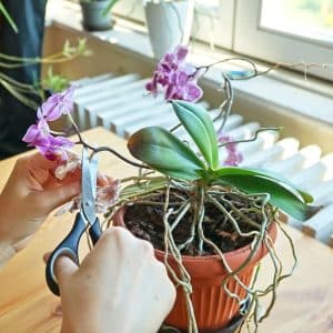 How to Prune Desert Bird of Pradise