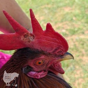 Signs of Frostbite in Birds