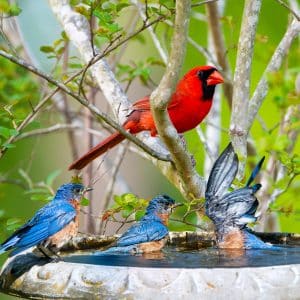Things to Do With a Shallow Bird Bath