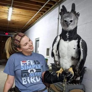 What Bird is the Top Predator