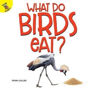What Do Baby Birds Eat