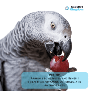 What Fruits Should I Feed My Bird