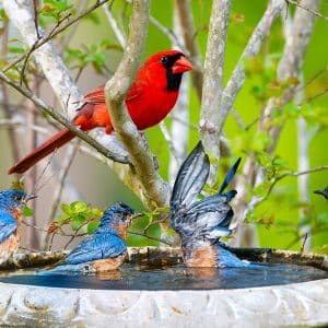 What Makes a Good Bird Bath