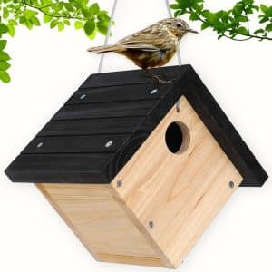 Where to Hang Wren Bird House