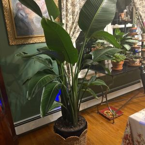 White Bird of Paradise Care