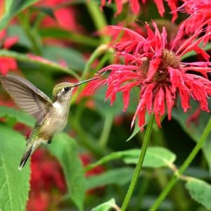 Why are Bird Pollinated Flowers Red