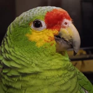 Why is My Bird Making So Much Noise