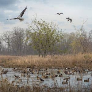 Migratory birds in Ohio resting and feeding during seasonal migration