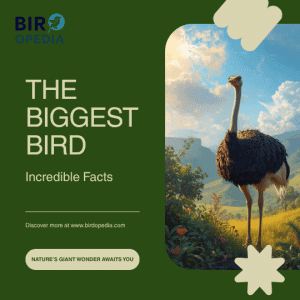 The Biggest Bird of the World