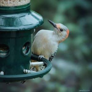 Squirrel Repellent Bird Feeder