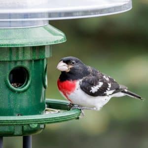Squirrel Repellent Bird Feeder