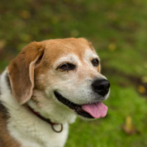 とても人になつきやすいビーグル犬,犬の素材
