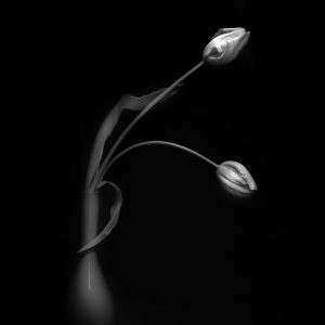 French Tulips I