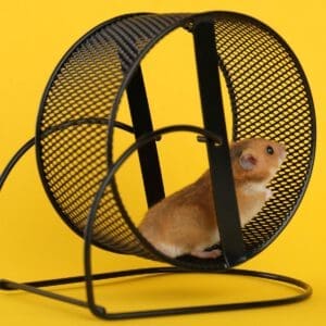 Hamsterrad