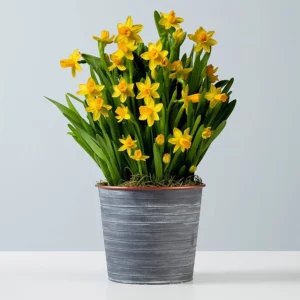 Early spring bulbs. Bunch of lily in a bucket