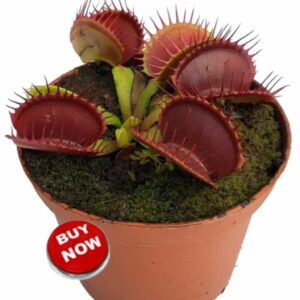 Collecting Stunning Carnivorous Plants B52 Venus Fly Trap